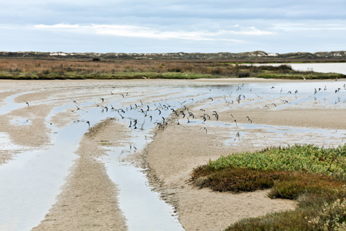 Aves en Baldaio