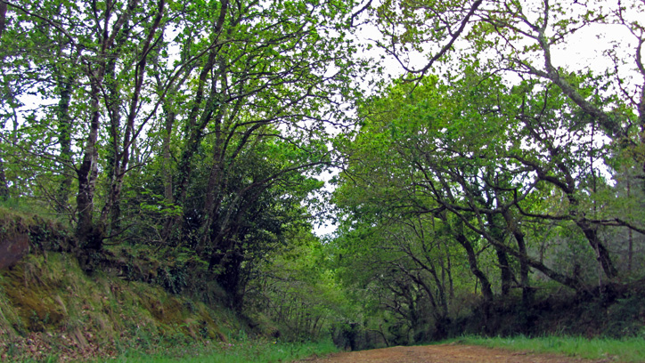 Camino del ro, en Goins