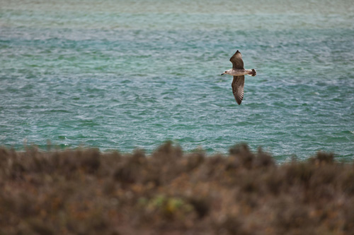 Aves en la marisma de Baldaio