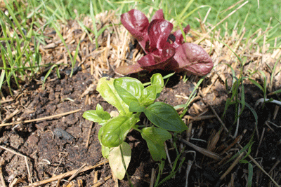 Albahaca y lechuga Albahaca y lechuga