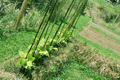 Judías plantadas en pacas de paja Judías plantadas en pacas de paja